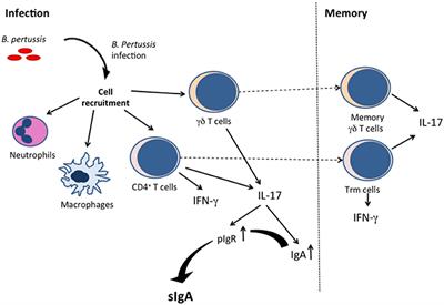 Frontiers  The Role of Mucosal Immunity in Pertussis  Immunology